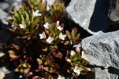Epilobium pycnostachyum