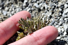 Lignocarpa carnosula