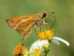 Hylephila phyleus phyleus