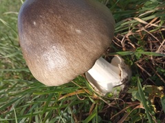 Volvopluteus gloiocephalus