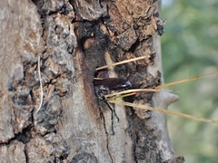 Isodontia
