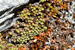 Kelleria dieffenbachii