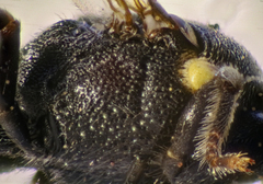 Hylaeus pectoralis
