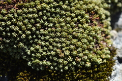 Kelleria croizatii