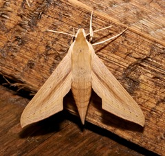 Hippotion balsaminae