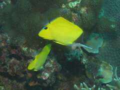 Forcipiger flavissimus