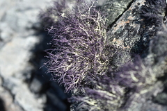 Usnea ciliata