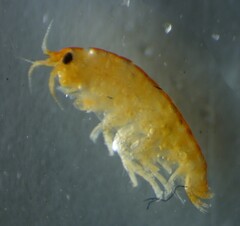 Hyaloidea