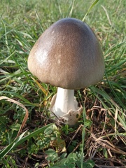 Volvopluteus gloiocephalus