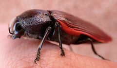 Temognatha