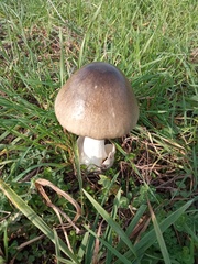 Volvopluteus gloiocephalus