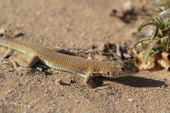 Acanthodactylus aureus