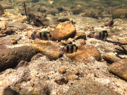 Black ruby barb (Pethia nigrofasciata) — Cyprinidae — 5