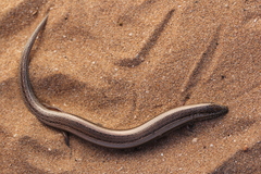 Chalcides mionecton