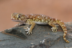Stenodactylus mauritanicus