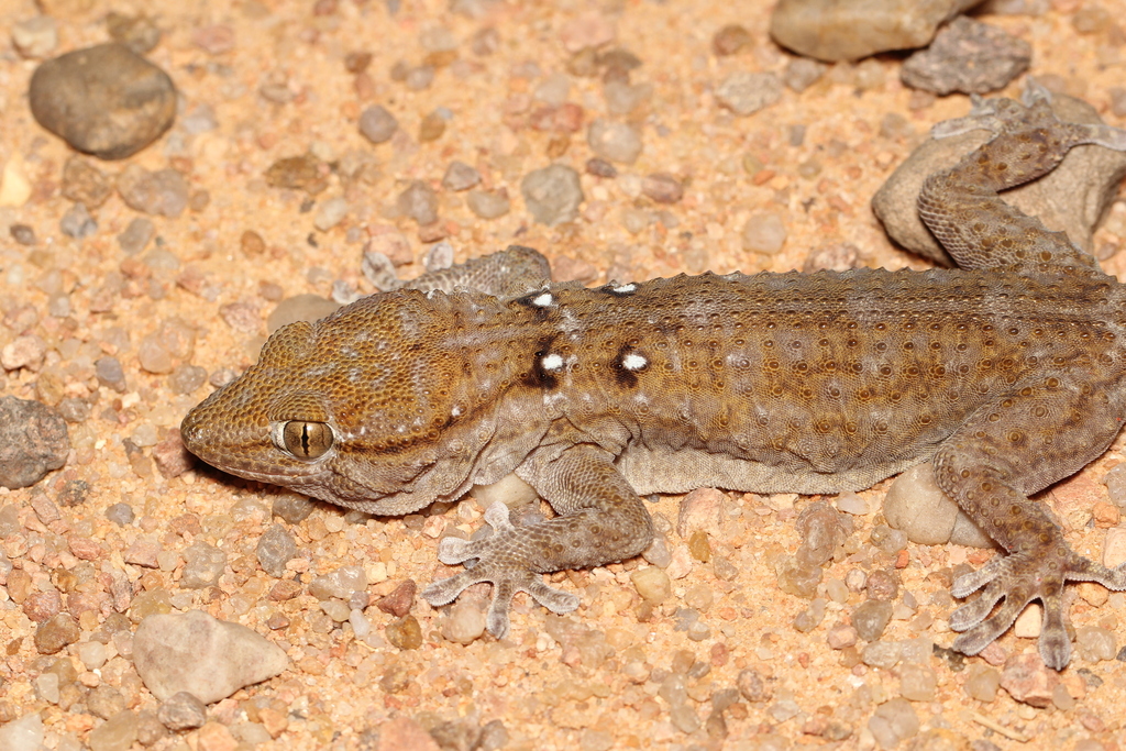 Ringed Wall Gecko