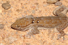 Tarentola annularis