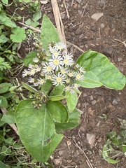 Pericallis steetzii image