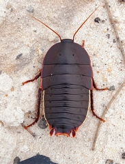 Polyzosteria limbata