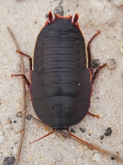 Polyzosteria limbata