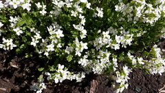 Arabis caucasica