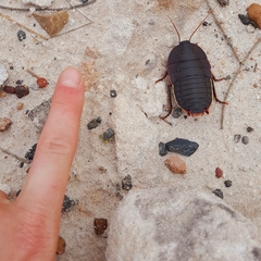 Polyzosteria limbata