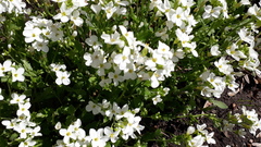 Arabis caucasica