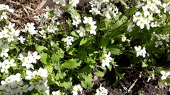 Arabis caucasica