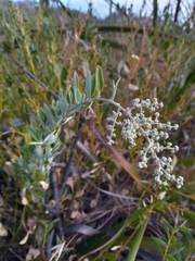 Spyridium globulosum