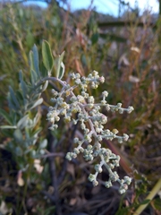 Spyridium globulosum