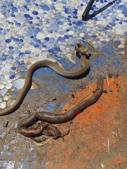 Crotaphopeltis hotamboeia