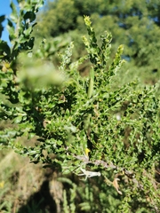 Orthodera ministralis