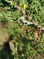 Orthodera ministralis