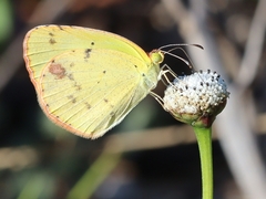Pyrisitia lisa euterpe