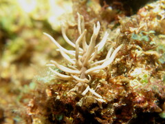 Phyllodesmium briareum