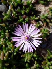 Lampranthus debilis