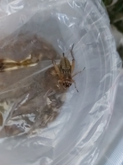 Neoscapteriscus vicinus