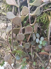 Sedum emarginatum