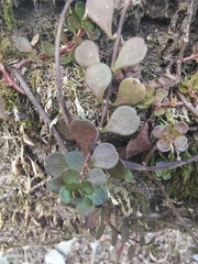 Sedum emarginatum