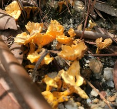 Cantharellus concinnus