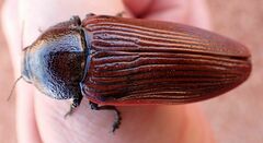 Temognatha