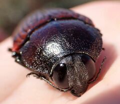 Temognatha