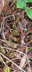 Nepenthes ampullaria