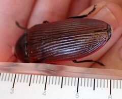 Temognatha