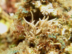 Phyllodesmium briareum