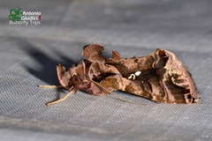 Plusiopalpa adrasta