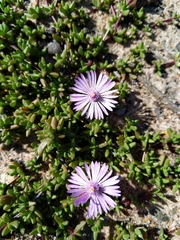 Lampranthus debilis