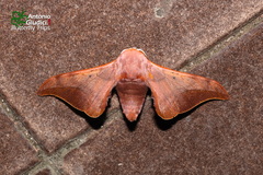 Comparmustilia sphingiformis