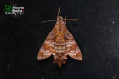Macroglossum troglodytus