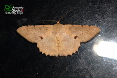 Luxiaria mitorrhaphes